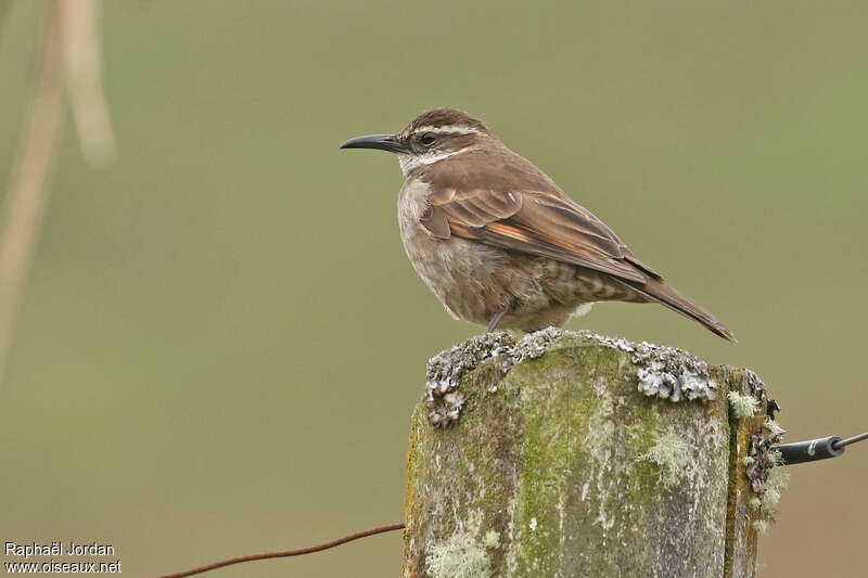 Cinclode du paramoadulte, identification