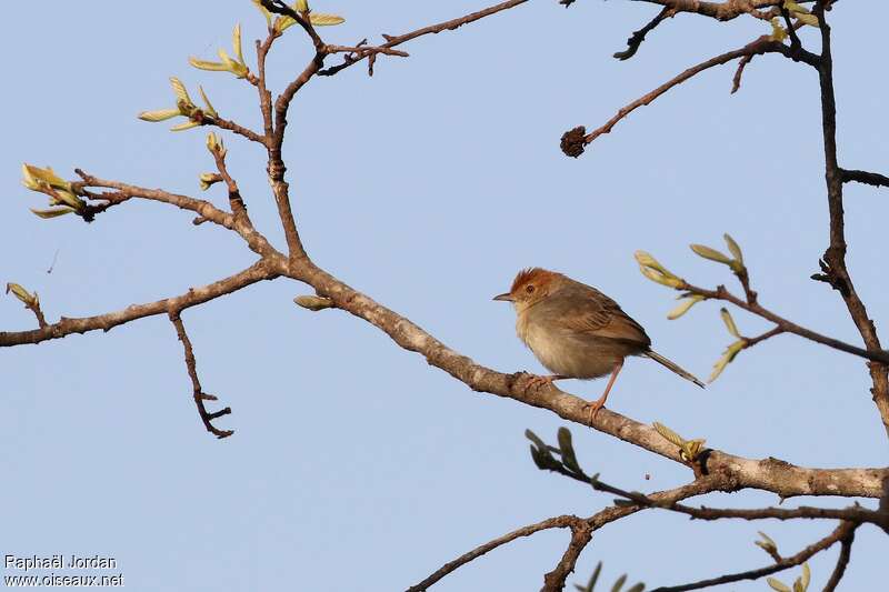 Cisticole à couronne rousseadulte, habitat