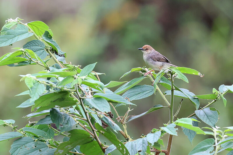 Chattering Cisticola