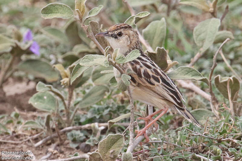 Pectoral-patch Cisticola male adult, identification