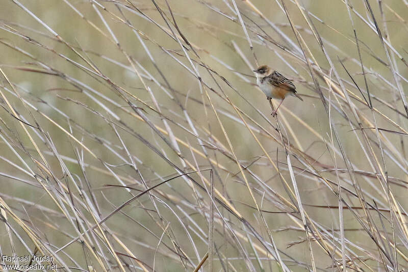 Pale-crowned Cisticolaadult breeding, identification