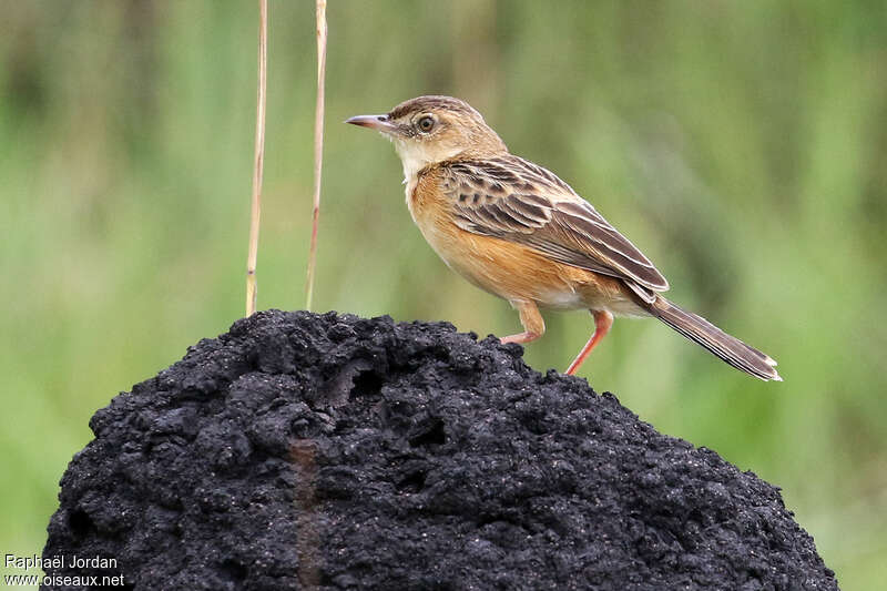 Dambo Cisticolaadult, identification