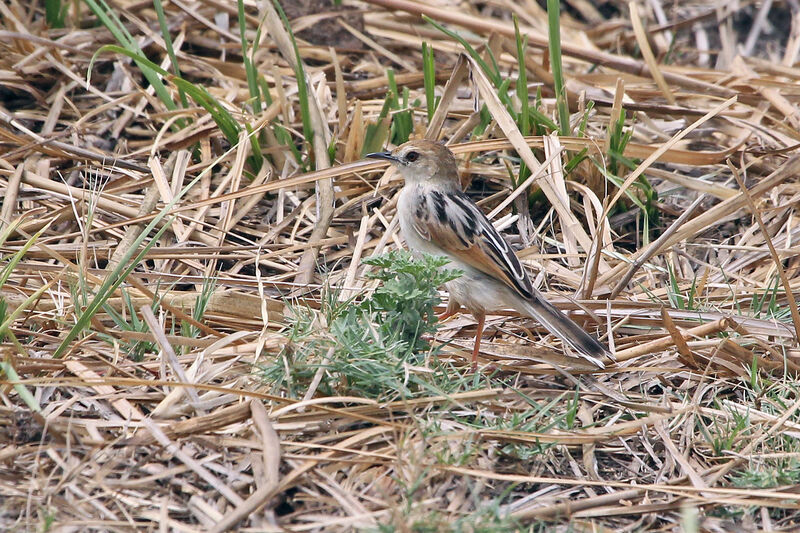 Luapula Cisticolaadult