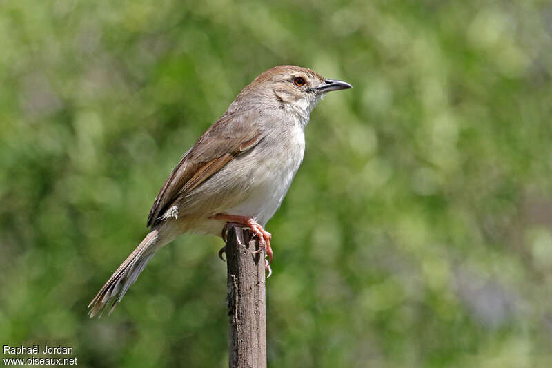 Trilling Cisticolaadult, identification