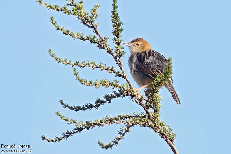 Aberdare Cisticolaadult breeding, identification