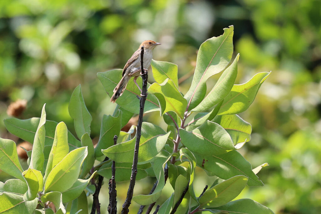 Huambo Cisticolaadult