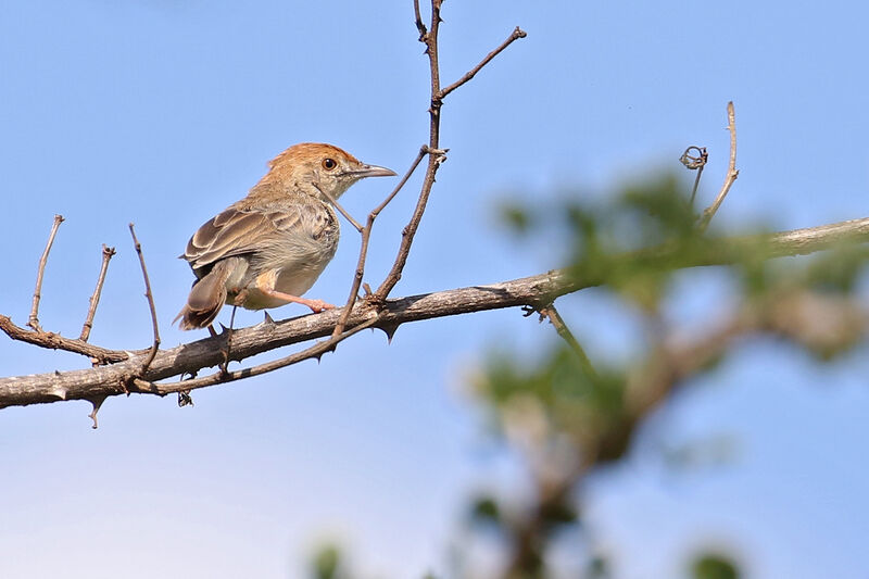 Rattling Cisticolaadult