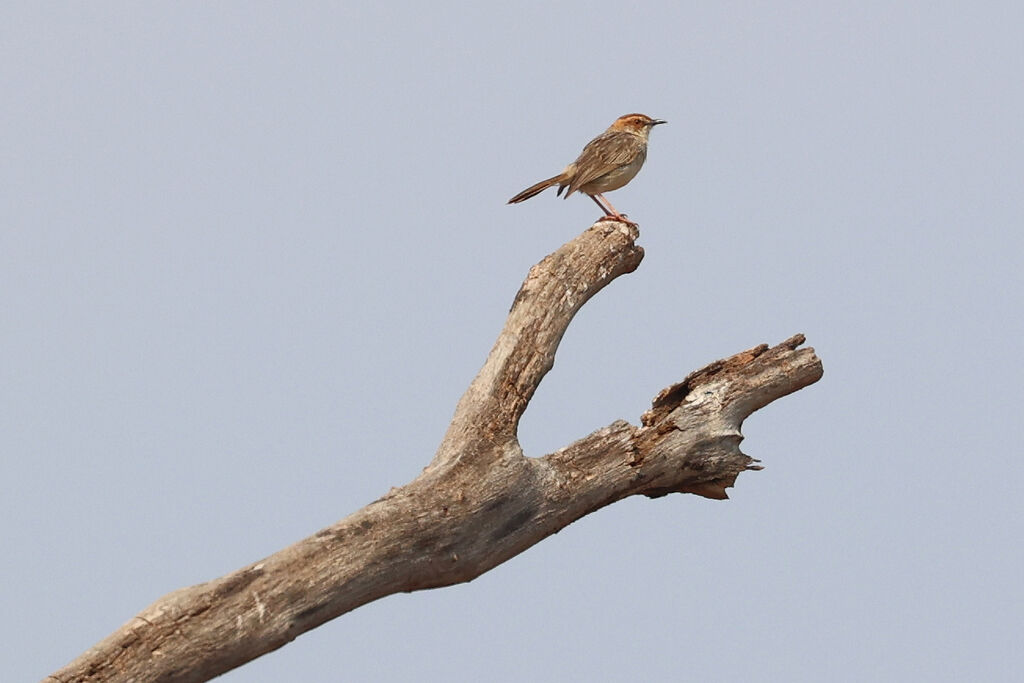 Cisticole griseadulte