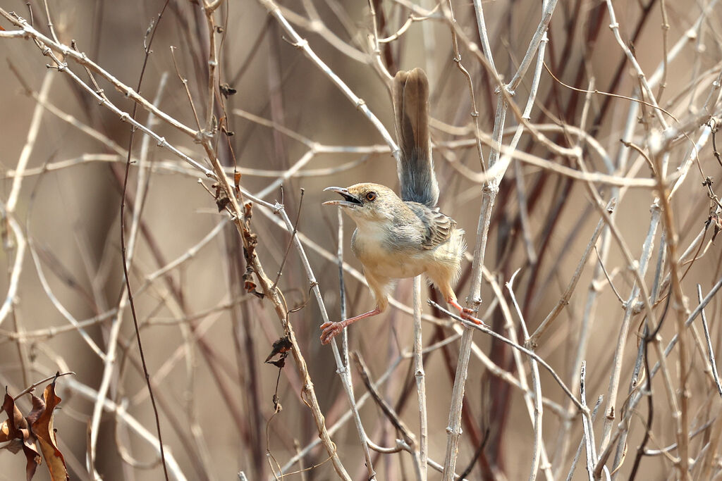 Bubbling Cisticola