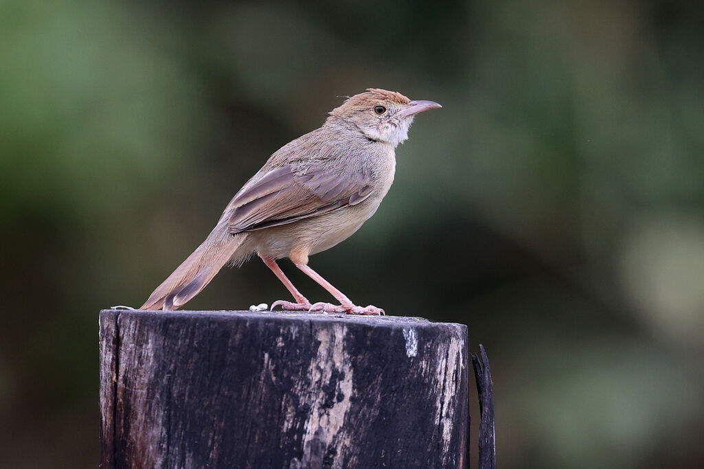 Cisticole murmureadulte