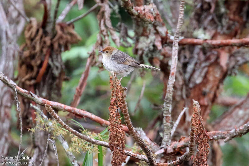 Churring Cisticolaadult, identification