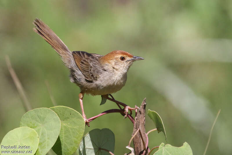 Churring Cisticolaadult, identification