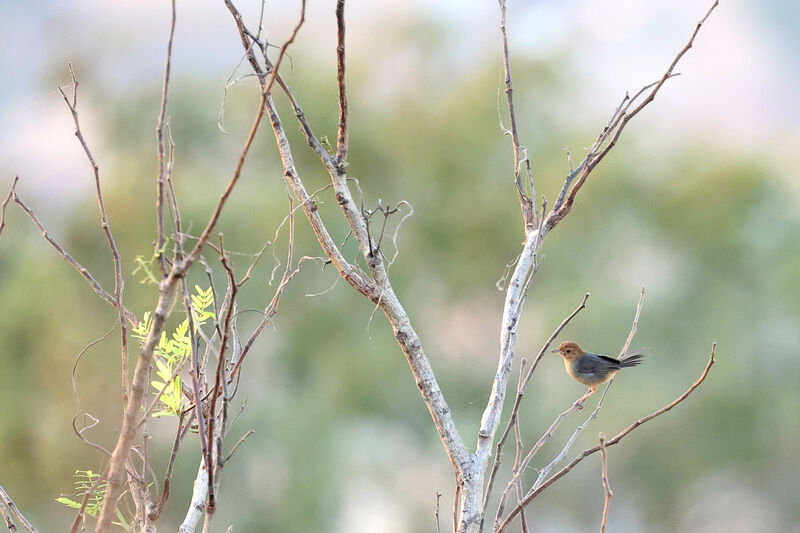 Rock-loving Cisticola