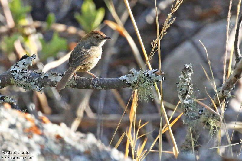 Rock-loving Cisticolaadult, identification