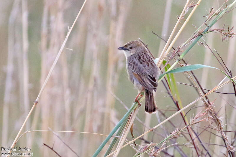 Cisticole striéeadulte, habitat, pigmentation