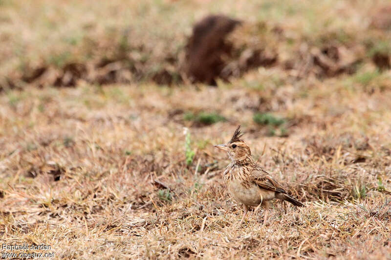 Malabar Larkadult, identification