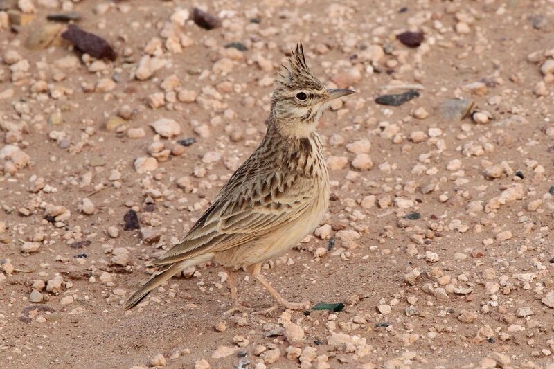 Maghreb Larkadult breeding