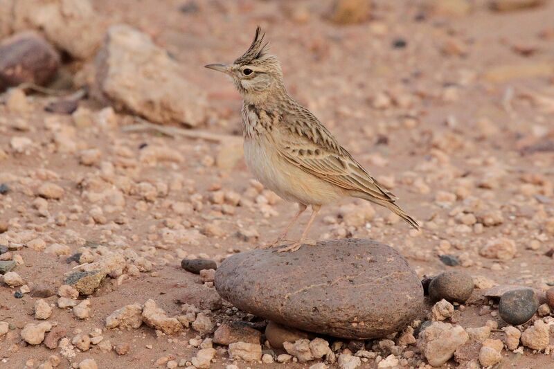 Maghreb Larkadult breeding