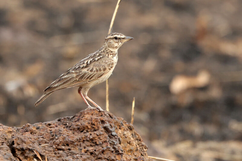 Sun Lark