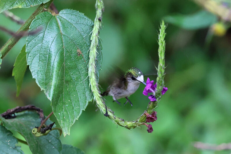 Colibri à coiffe blanche mâle immature