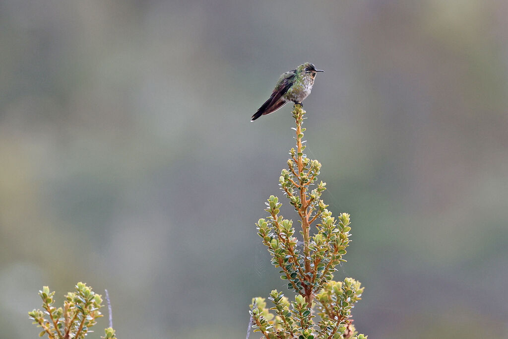 Colibri à dos noir femelle