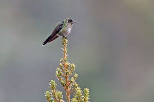 Colibri à dos noir