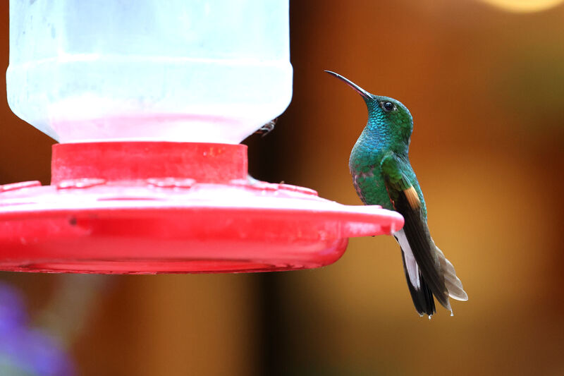 Stripe-tailed Hummingbird male adult