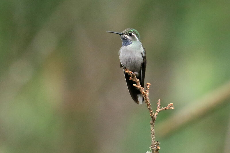 Blue-throated Mountaingemadult