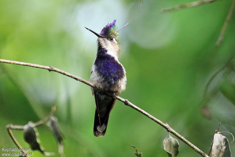 Colibri à huppe bleue mâle adulte nuptial