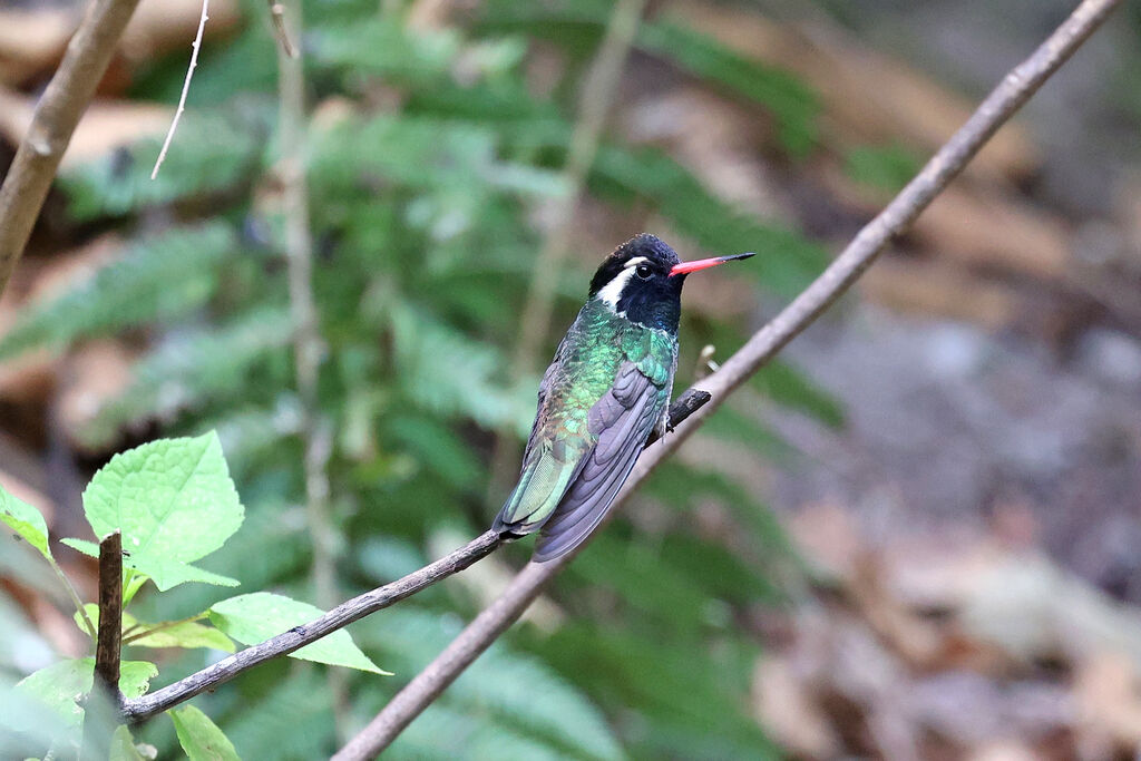Colibri à oreilles blanches