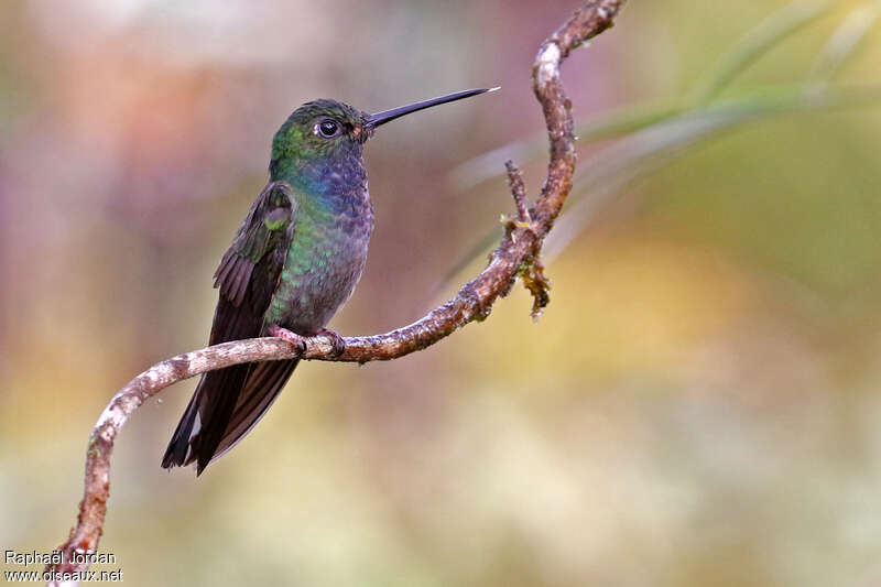 Colibri à queue blancheadulte, identification