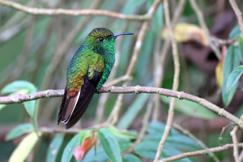 Coppery-headed Emerald male adult