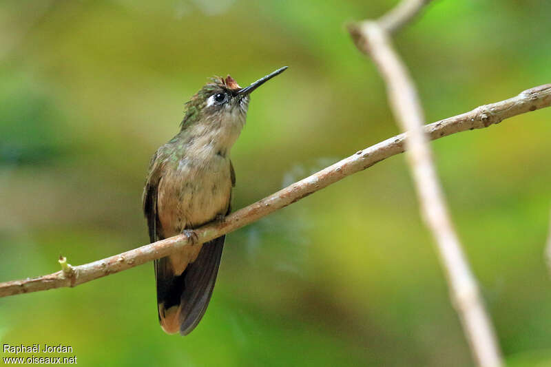 Colibri à tête rose mâle adulte, identification