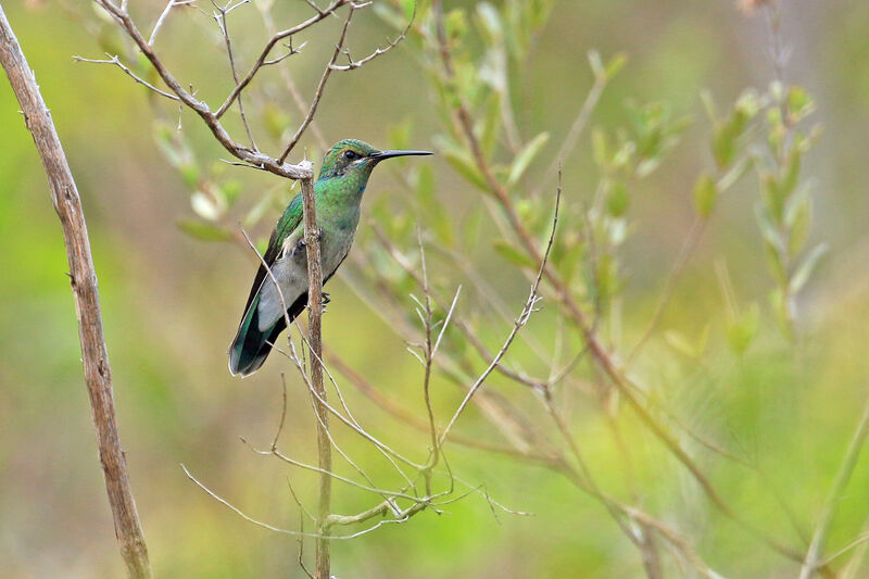 White-vented Violetear