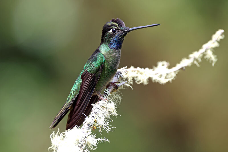 Talamanca Hummingbird male adult