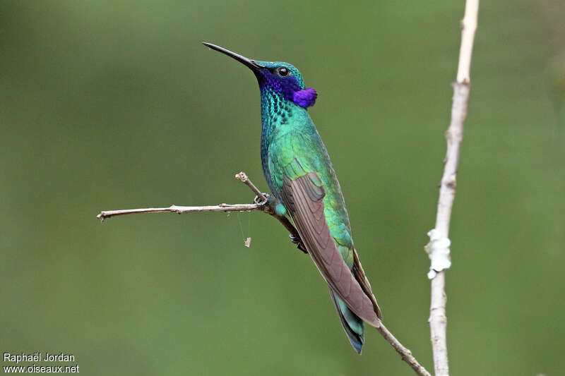 Colibri anaïsadulte nuptial, pigmentation, Comportement