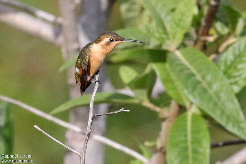 Little Woodstar female adult, identification