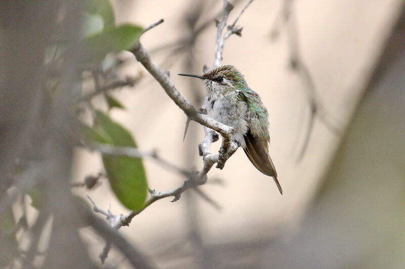 Peruvian Sheartail male immature