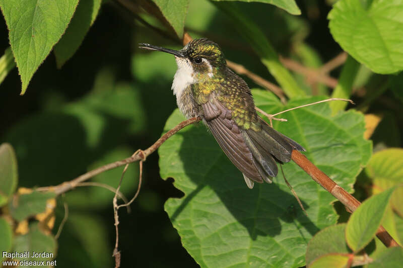 Colibri d'Abeillé femelle adulte, identification