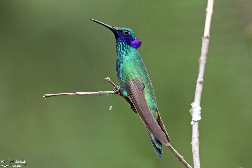 Colibri d'Anaïs