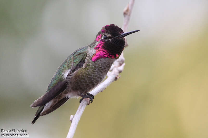 Anna's Hummingbird male adult breeding, identification