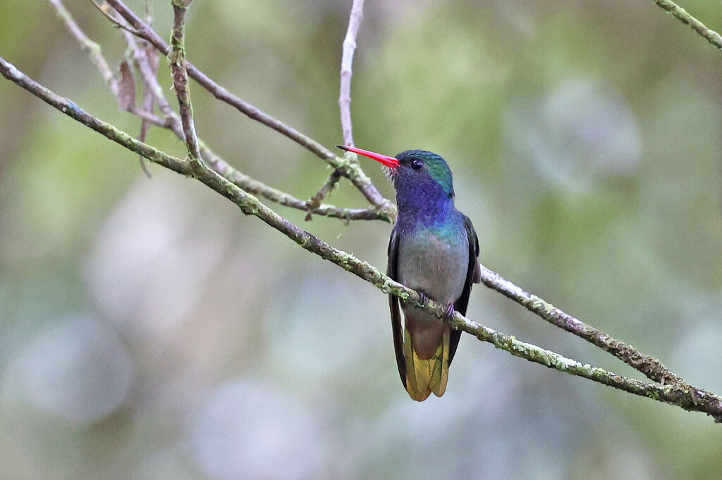 Colibri d'Élicia