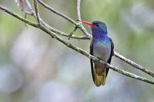 Colibri d'Élicia