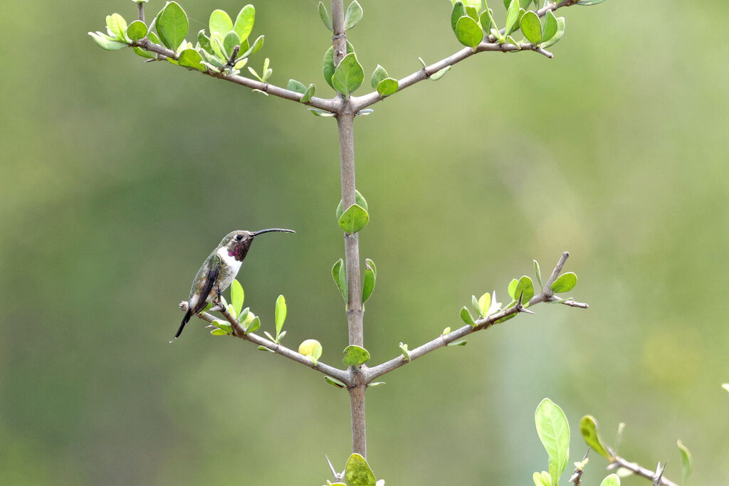 Colibri d'Eliza