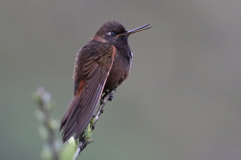 Colibri de Castelneauadulte