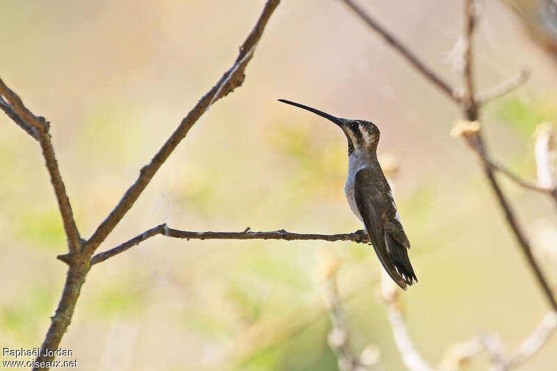 Colibri de Constantadulte, identification