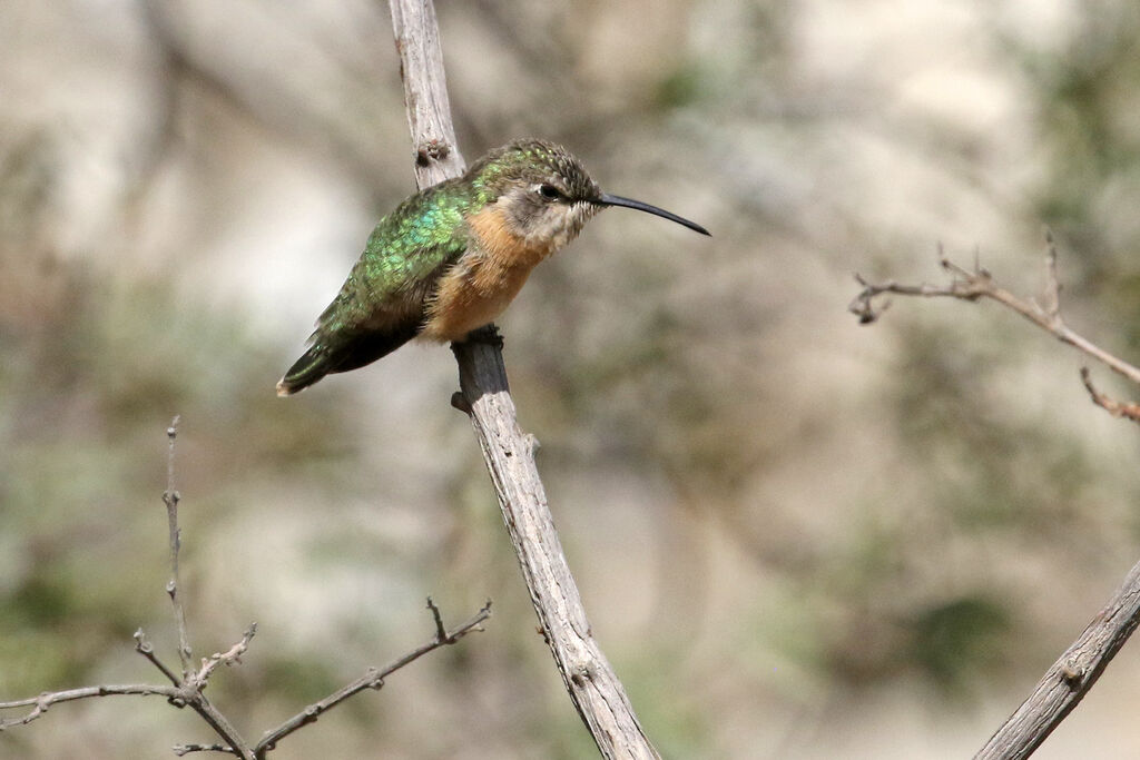 Colibri de Fanny