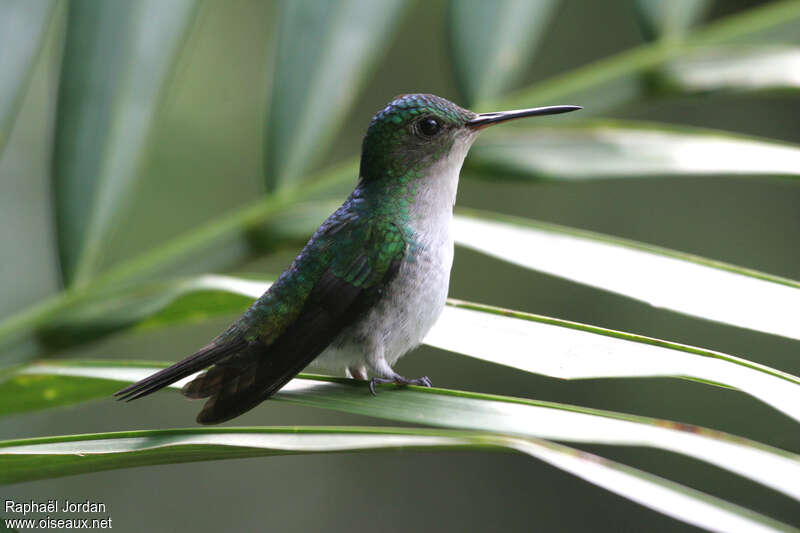 Violet-bellied Hummingbird female adult, identification