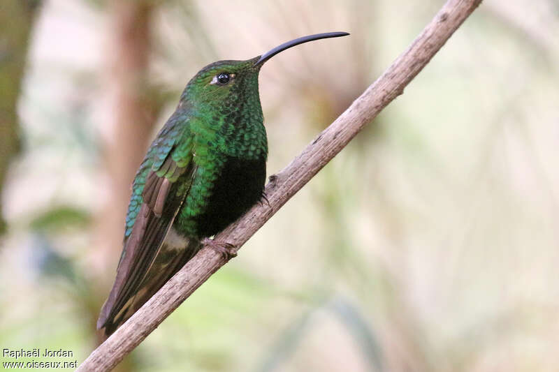 Mountain Velvetbreast male adult breeding, identification