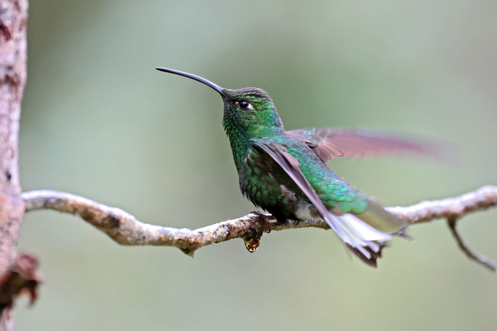 Colibri de Lafresnaye mâle adulte